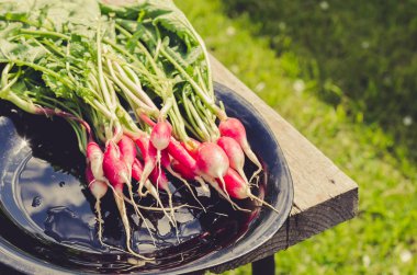 siyah bir kase/turp bir bahçede bir Bank üzerinde siyah bir kase içinde taze turp