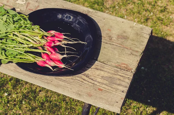 paket bir bahçe/paket sağlıklı turp bir bahçede bir Bank üzerinde siyah bir kase içinde sağlıklı turp. Üstten görünüm