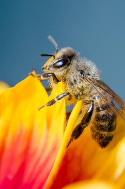 Çiçek yaprakları üzerinde bal arısı, kırmızı çiçek yapraklarıyla sarıya bal arısı. Kapat..