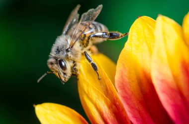 Çiçek yaprakları üzerinde bal arısı. Çiçek yaprakları üzerinde bal arısı. Kapat..