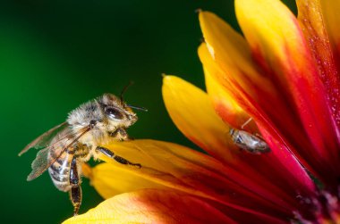 Bal arısı renkli bir çiçekte polen topluyor / Arı renkli bir çiçeğin etiketlerinin üzerinde sürünüyor. Yeşil arkaplan.