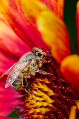 Bal arısı renkli bir çiçeği döller / Bal arısı renkli bir yelkeni döller. - Yakın çekim. Kavram polenleri