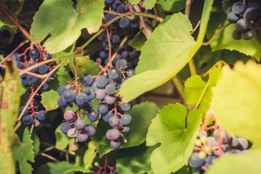 Olgun mavi üzümler ve bir demet olgun mavi üzümler yeşil yapraklı bir bitkinin üzerinde asılı.