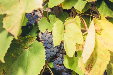 Olgun bir demet üzüm güneşli bir günde bir bitkide asılı duruyor. Bir demet mavi üzüm yeşil yapraklı bir bitkinin üzerinde asılı.