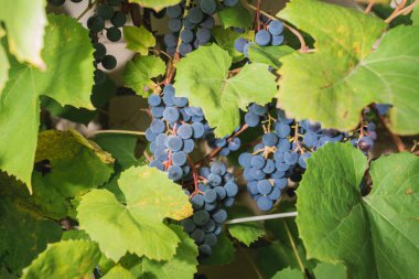 Olgun bir demet üzüm güneşli bir günde bir bitkide asılı duruyor. Bir demet mavi üzüm yeşil yapraklı bir bitkinin üzerinde asılı.