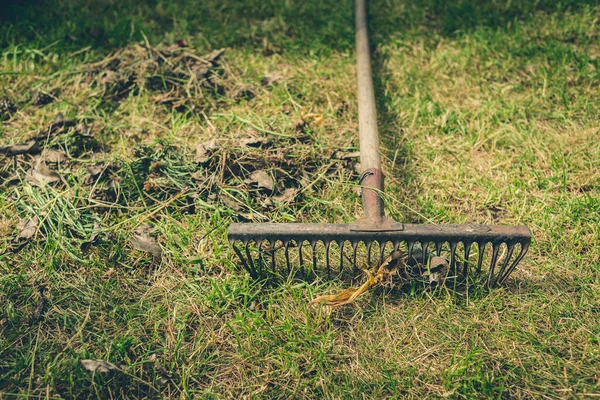 Rengöringsblad Med Krattor Grönt Gräs Gamla Krattor Mitt Grönt Gräs — Stockfoto