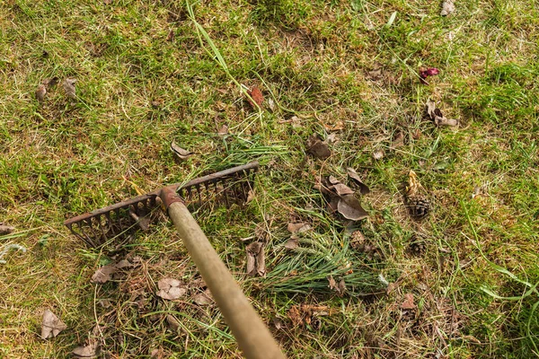 Rastrillo Para Limpiar Follaje Sobre Hierba Verde Temporada Cosecha Hojas — Foto de Stock
