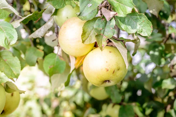 Maçãs Maduras Pendurar Uma Árvore Com Folhas Verdes Maçãs Maduras — Fotografia de Stock