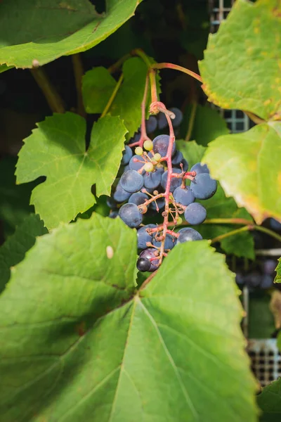 Ripe Bunch Grapes Hanging Plant Sunny Day Bunch Blue Grapes — Stock Photo, Image