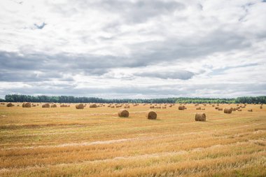 Sahada saman yığınları. Güneşli bir günde tarladaki güzel manzara / saman yığınları