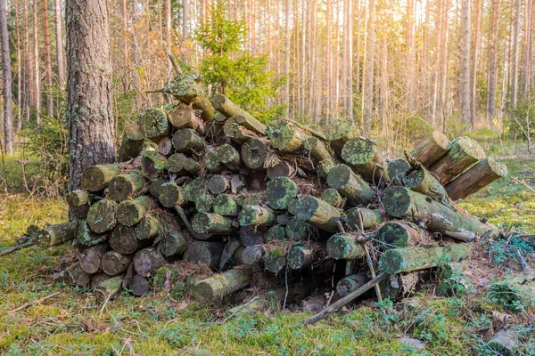 Logs Antigos Empilhados Floresta Logs Antigos Cobertos Com Musgo Empilhados — Fotografia de Stock