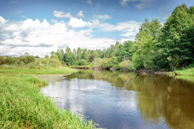 Nehrin ormanı ve ormanın manzarası yaz mevsiminde. güneşli bir gün