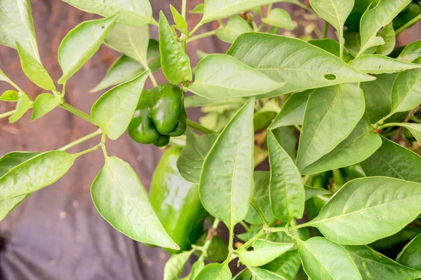 Agricultura Pimiento Verde Madura Pimiento Verde Planta Con Las Hojas — Foto de Stock