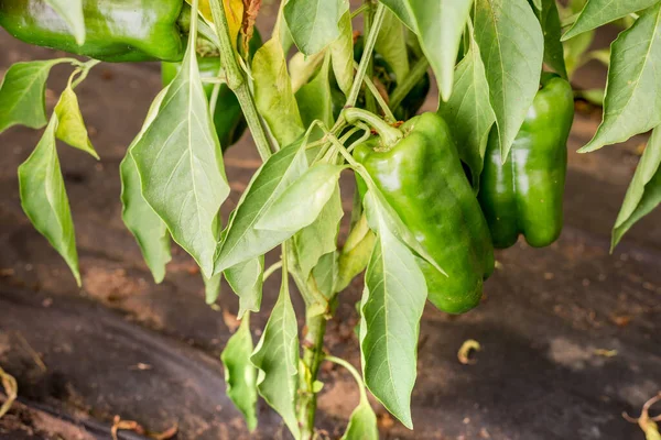 Agricultura Pimiento Verde Madura Pimiento Verde Planta Con Las Hojas — Foto de Stock