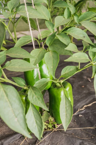 Agricultura Pimiento Verde Madura Pimiento Verde Planta Con Las Hojas — Foto de Stock