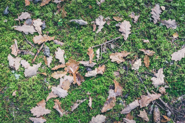 Hojas Amarillentas Otoño Sobre Hierba Verde Hojas Amarillentas Otoño Sobre — Foto de Stock