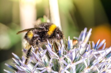 Büyük yaban arısı bir çiçeği döller. Echnops. / Yabanarısı bir çiçeği döller. Seçici odak.