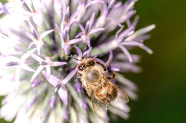 Arı, Echinops / arı, mavi çiçeği döller.