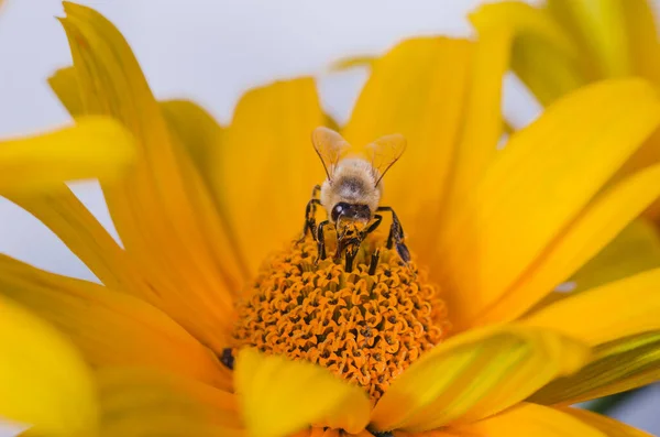 Abelha Poliniza Flor Amarela Polinização Uma Flor Amarela Por Uma — Fotografia de Stock