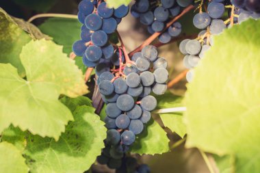 Yeşil yapraklı bir bitkiye asılmış bir demet mavi üzüme asılmış olgun üzümler. Üzüm hasadı