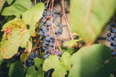 Olgun bir demet üzüm güneşli bir günde bir bitkide asılı duruyor. Bir demet mavi üzüm yeşil yapraklı bir bitkinin üzerinde asılı.