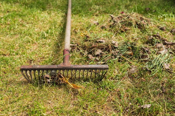 Rastrello Pulizia Fogliame Erba Verde Stagione Raccolta Foglie Con Rastrelli — Foto Stock