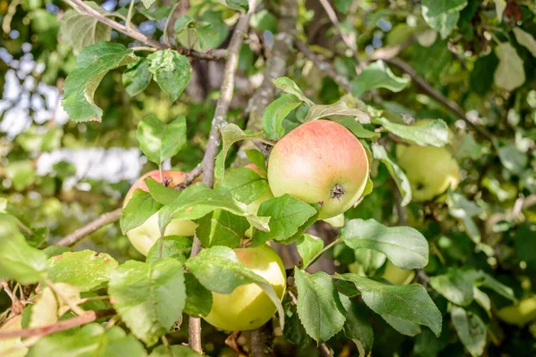 Maçãs Maduras Pendurar Uma Árvore Maçãs Maduras Pendurar Uma Árvore — Fotografia de Stock