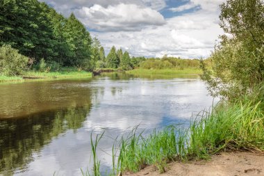 Nehrin ormanı ve ormanın manzarası yaz mevsiminde. güneşli bir gün