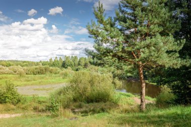 Nehrin ormanı ve ormanın manzarası yaz mevsiminde. güneşli bir gün