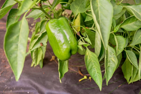 Los Pimientos Verdes Maduran Una Planta Agricultura Pimiento Verde Madura — Foto de Stock