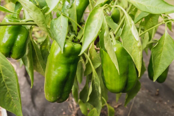 Grønn Pepper Planten Grønn Paprika Som Modnes Plante Solrik Dag – stockfoto