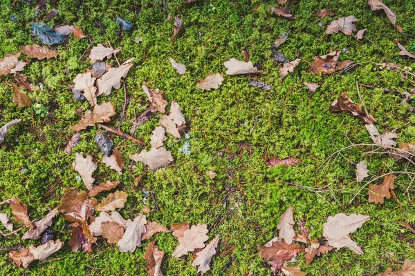 Blätter Vergilbt Herbst Auf Grünem Gras Blätter Vergilbt Herbst Auf — Stockfoto