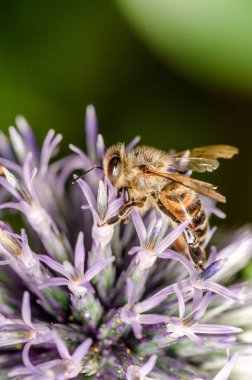 Arı Echinops 'u tozlaştırıyor / sarı arı mavi Echinops' u tozlaştırıyor