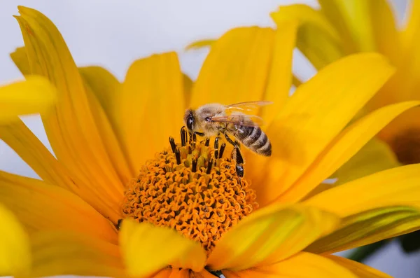 Пчела Собирает Пыльцу Жёлтом Цветке Пчела Опыляет Пыльцу Жёлтого Цветка — стоковое фото
