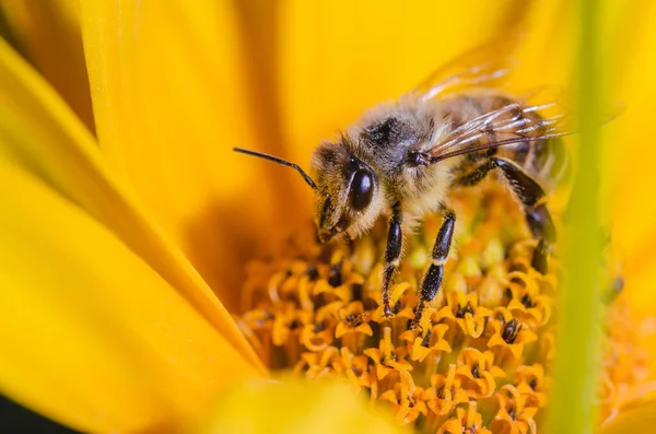 Bij Kijkt Rechtop Zittend Een Gele Bloem Bij Bestuift Gele — Stockfoto