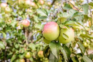 Olgun elmalar yeşil yapraklı bir ağaca asılır. Olgun elmalar güneşli bir günde bahçede bir ağaca asılırlar.