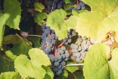 Olgun bir demet üzüm güneşli bir günde bir bitkide asılı duruyor. Bir demet mavi üzüm yeşil yapraklı bir bitkinin üzerinde asılı.