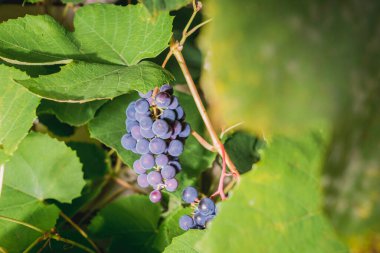 Olgun bir demet üzüm güneşli bir günde bir bitkide asılı duruyor. Bir demet mavi üzüm yeşil yapraklı bir bitkinin üzerinde asılı.