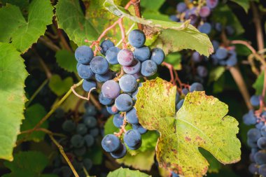 Olgun mavi üzümler ve bir demet olgun mavi üzümler yeşil yapraklı bir bitkinin üzerinde asılı.