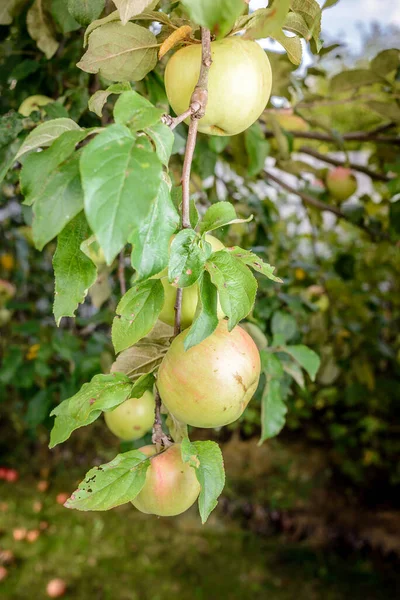 Manzanas Maduras Cuelgan Árbol Con Hojas Verdes Manzanas Maduras Cuelgan —  Fotos de Stock