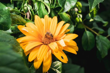 Arı sarı çiçeği döller / arılar sarı çiçeği döller.