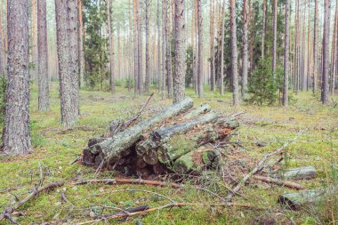Ormana istiflenmiş eski kütükler / ön kısımlara istiflenmiş eski kütükler