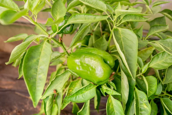 Los Pimientos Verdes Maduran Una Planta Agricultura Pimiento Verde Madura — Foto de Stock