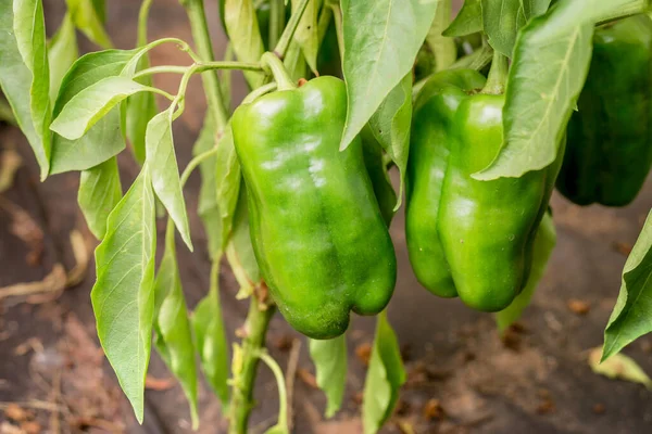 Pimiento Verde Planta Pimientos Verdes Maduran Una Planta Día Soleado — Foto de Stock