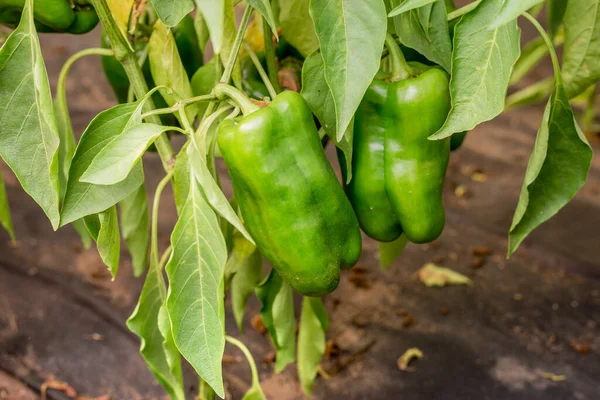 Pimiento Verde Planta Pimientos Verdes Maduran Una Planta Día Soleado — Foto de Stock