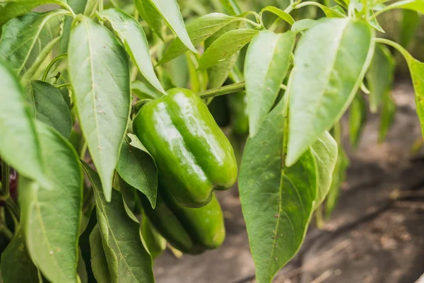 green pepper on the plant/green peppers ripen on a plant on a sunny day