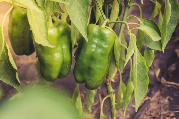 在阳光充足的日子里 青椒在植物 农业上成熟 — 图库照片