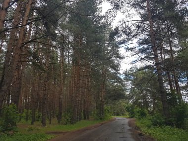  Ormanın içinde doğanın keyfini