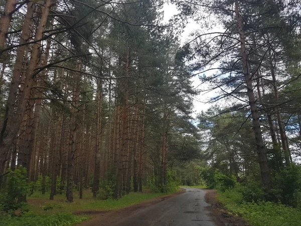  Ormanın içinde doğanın keyfini