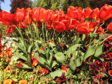 Lausanne Bahçe çiçek